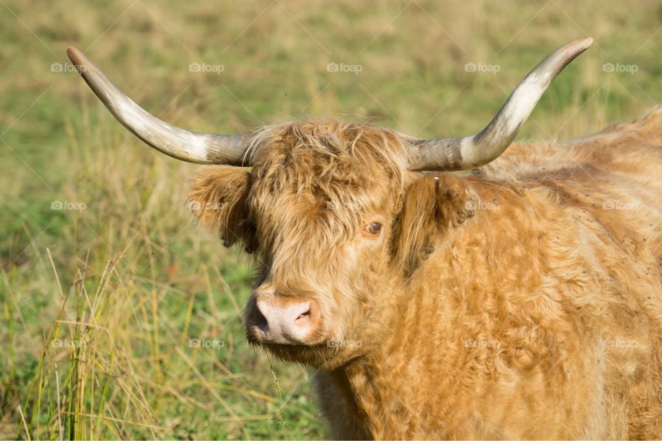 A Scottish Highland Cow in Maine