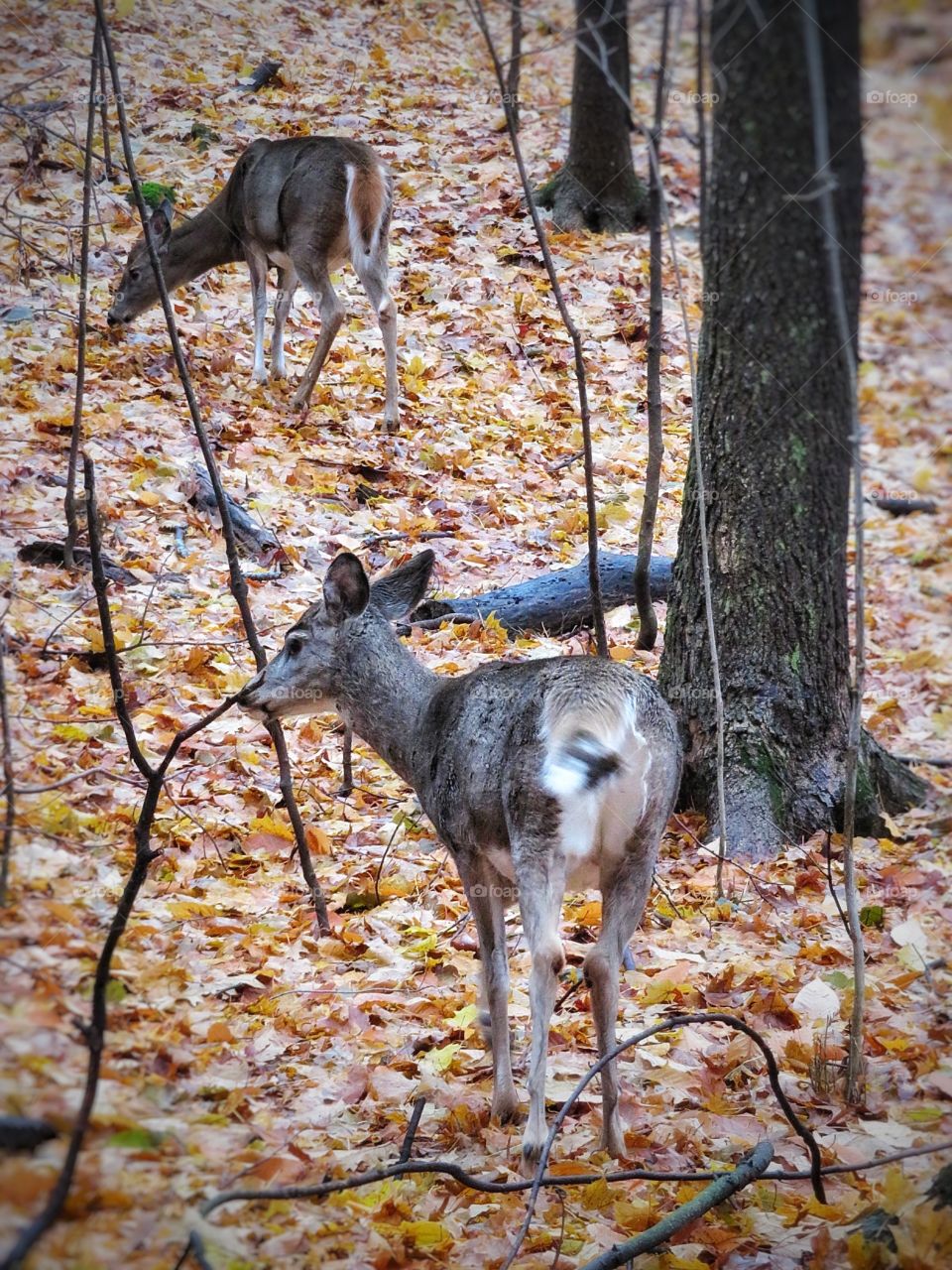 Deer   Mont St-Bruno