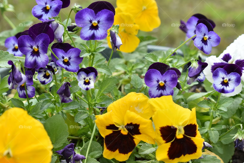 violas and pansies