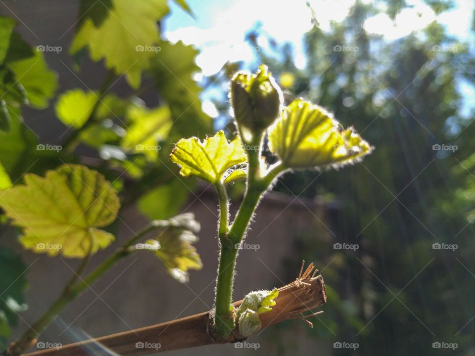 Vine leaves under sunlight