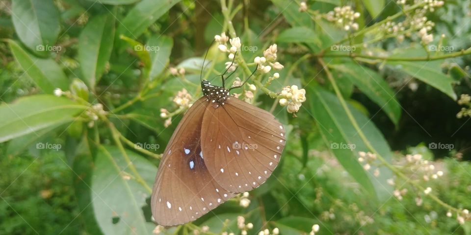 Beautiful and cute butterfly