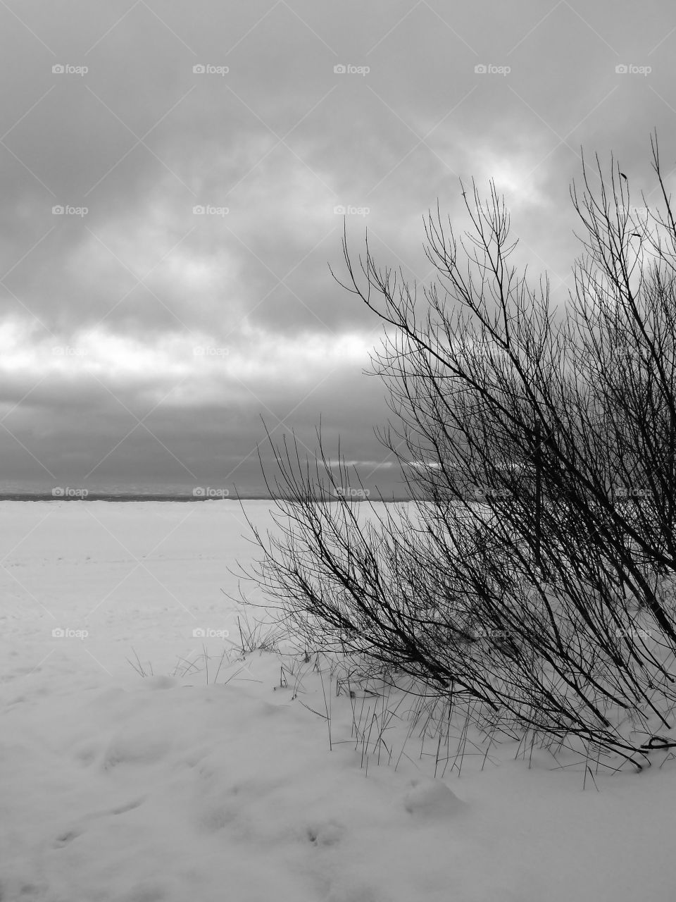 Black and white shot of nature during winter in Jūrmala, Latvia.