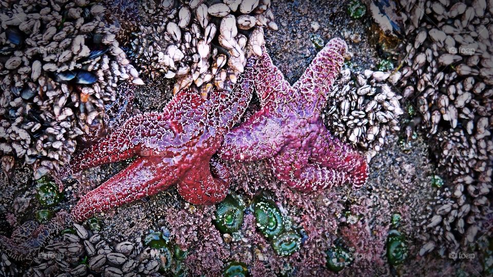 purple starfish
