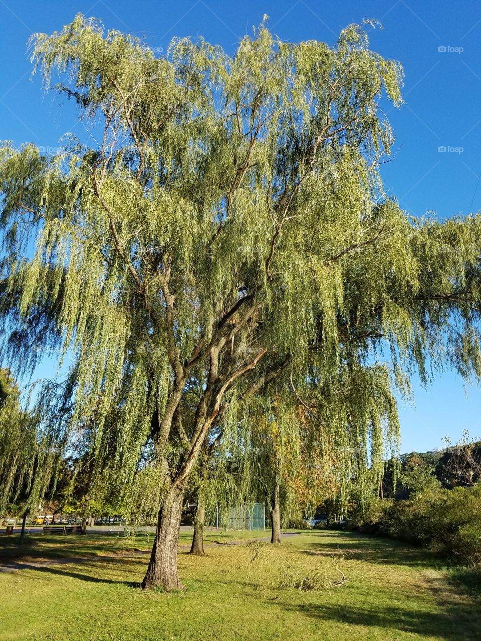 willow tree