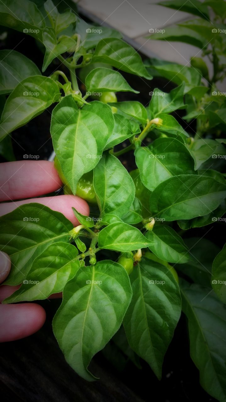 Tiny little peppers starting to bloom
