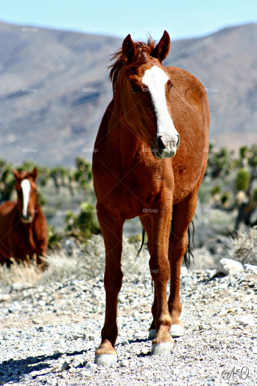 Horses standing at Arizona