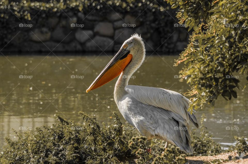 Close-up of pelican bird