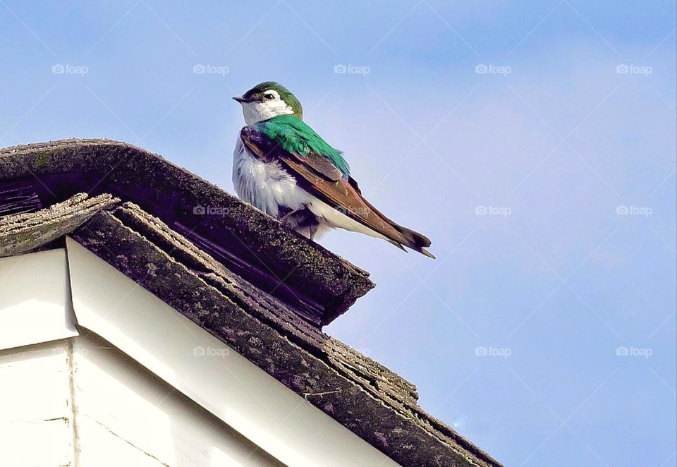 Violet-green swallow 