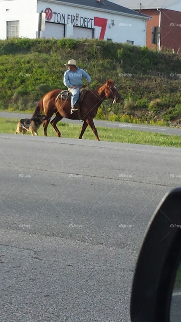 horse and dog. multitasking on Highway 58