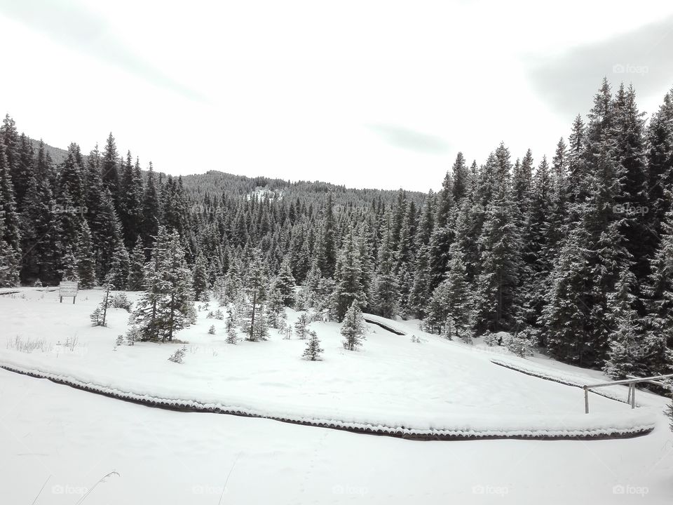 Snow, Winter, Mountain, Wood, Tree
