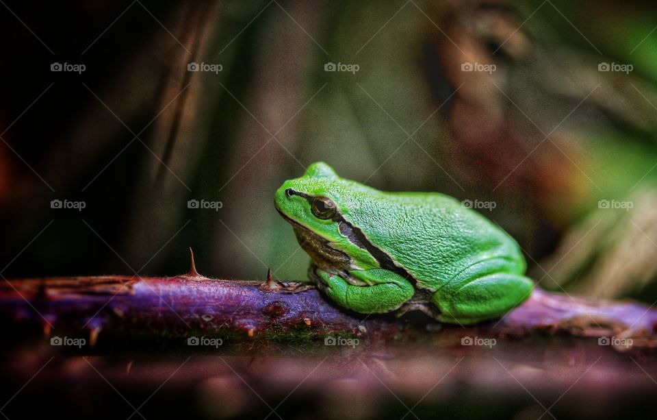 Treefrog