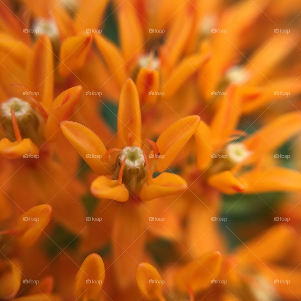 Orange blossoms