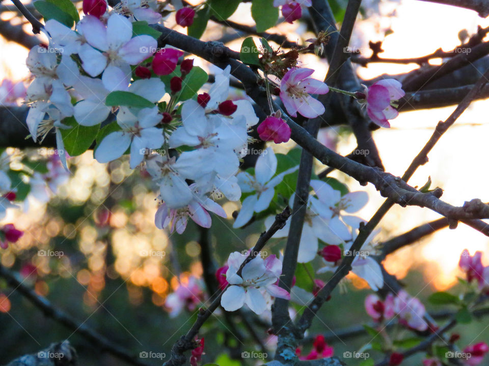 Flowering tree