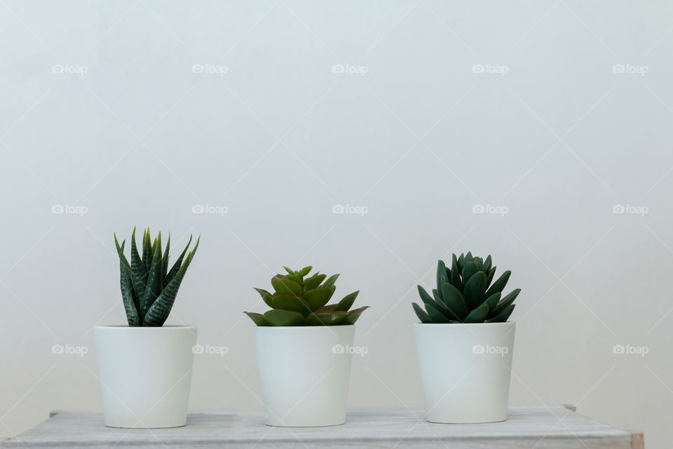 Green plants in the flowerpot, interior design element 
