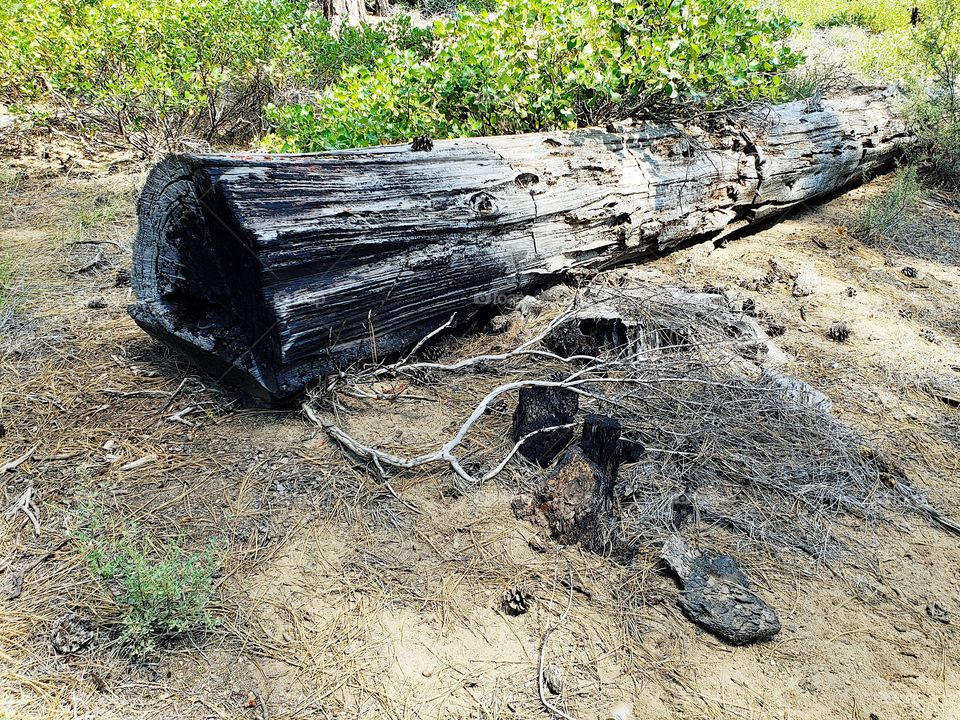 A burnt log among Incredible towering ponderosa pine trees above green manzanita bushes in the Deschutes National Forest in Central Oregon on beautiful sunny summer day.
