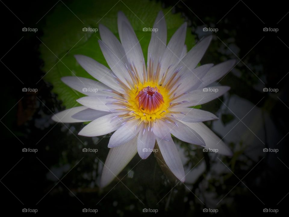 Flower of waterlily