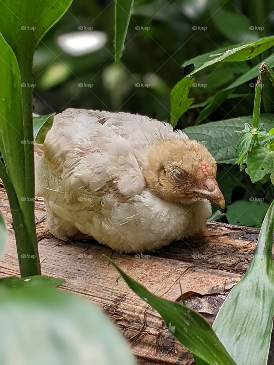 sleeping chicks🐤😴