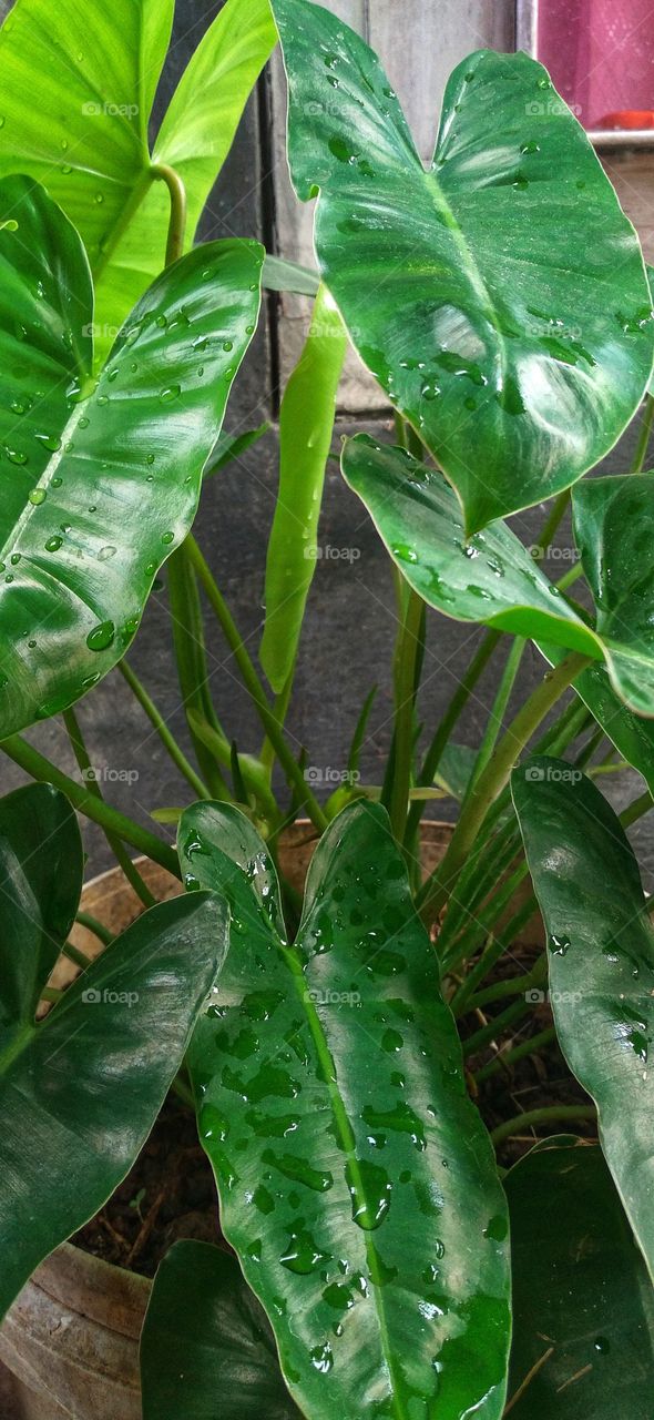 Philodendron rugosum is a species of plant in the family Araceae. It is endemic to Ecuador.