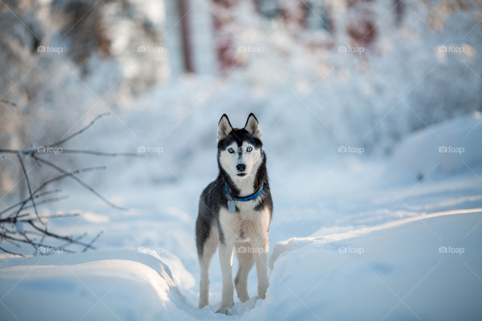 Walking with husky in winter park at sunny cold day