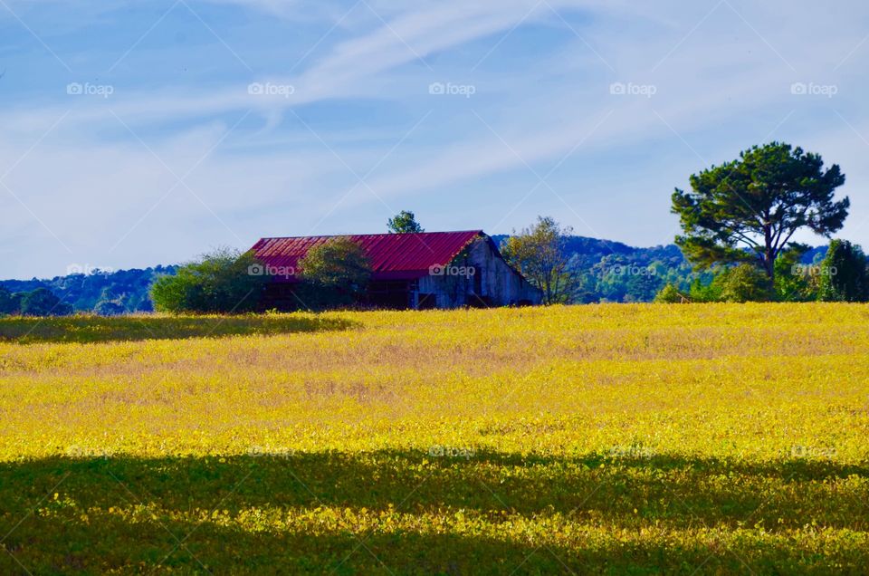 After The Soybean Harvest
