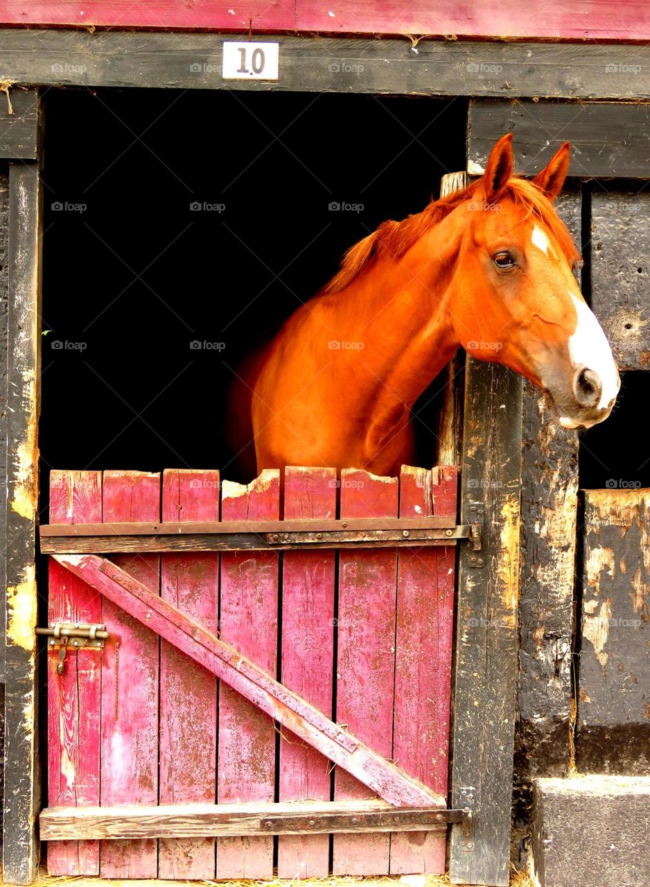 Majestic horses