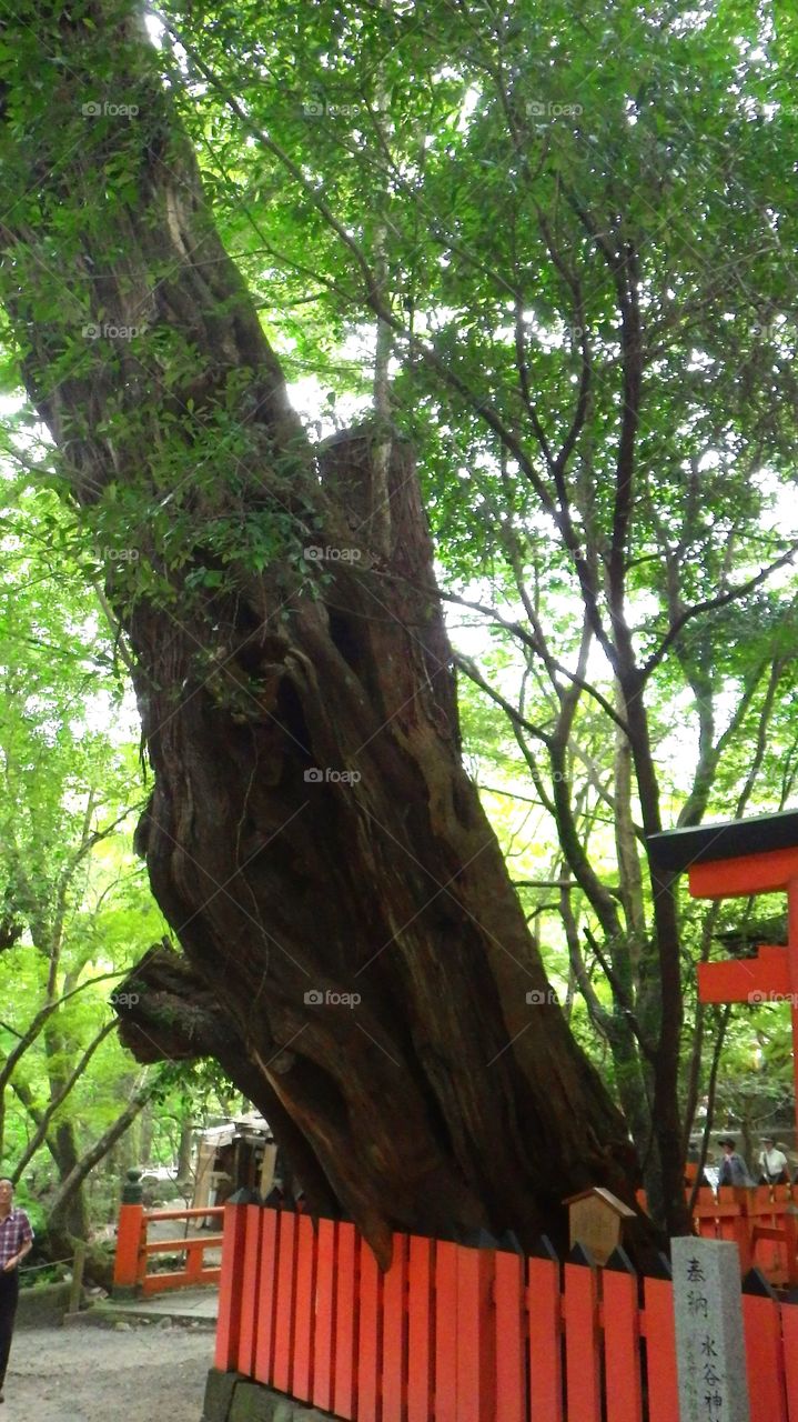 A giant tree in a temple in Nara