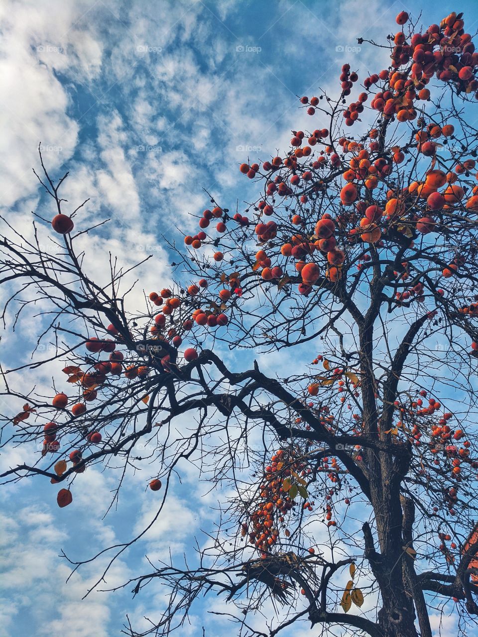 persimmon tree in Portoroz against the blue sky.