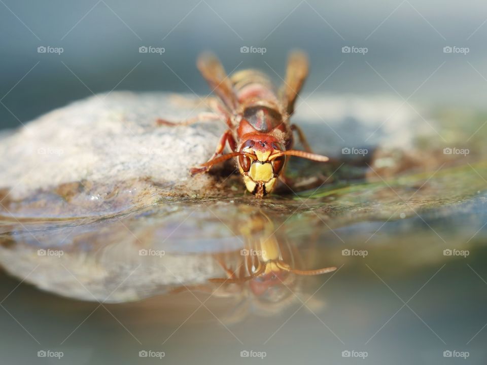 Thirsty hornet drinking water