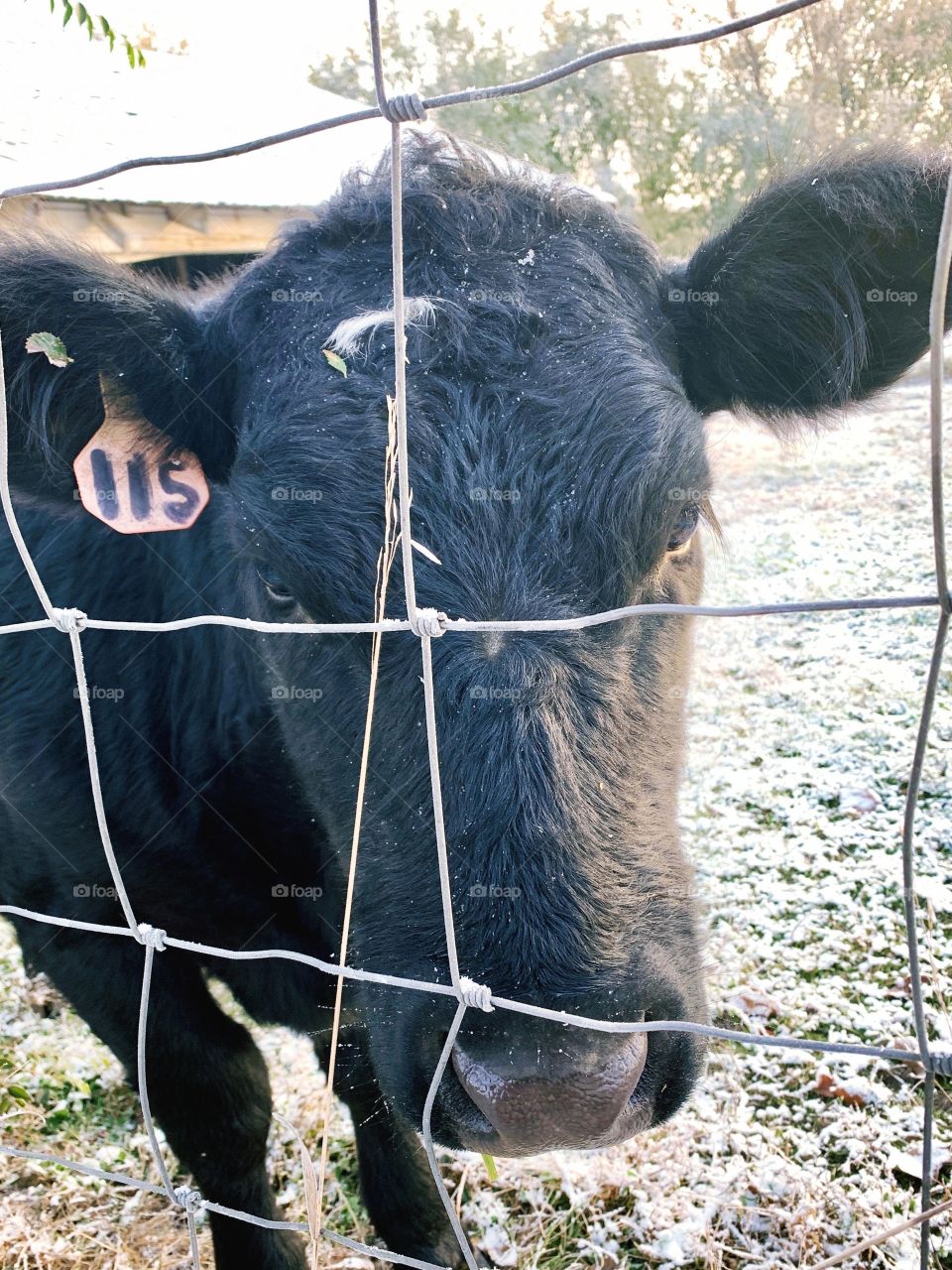 Eye-level view of a heifer with an ear tag and small white marking looking through a wire fence in a snow-covered cattle enclosure