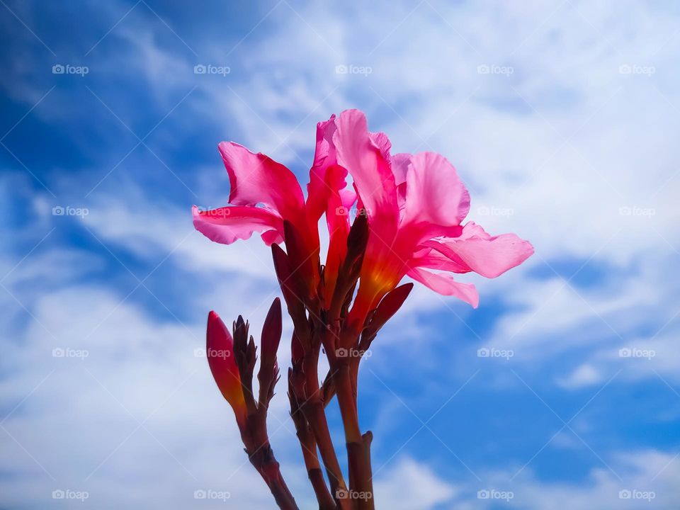 A close Up shot of a nerium oleander with young flower and the cloudy sky in the background