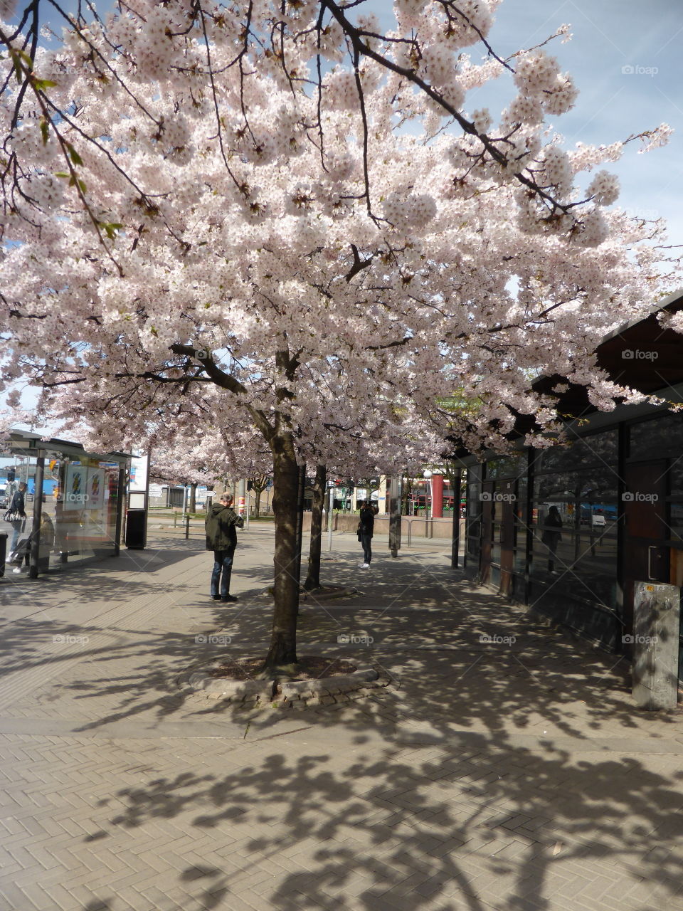 Japanese cherry tree blossom 