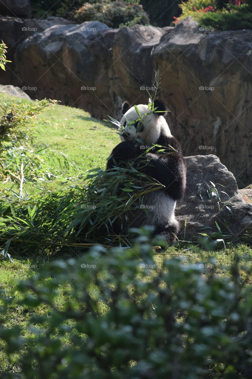 Panda eat some Bamboo