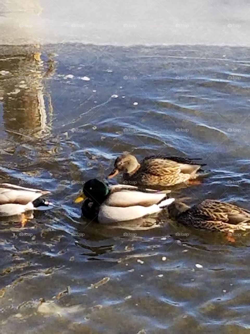 The Ducks on a cold day in Beachwood N J