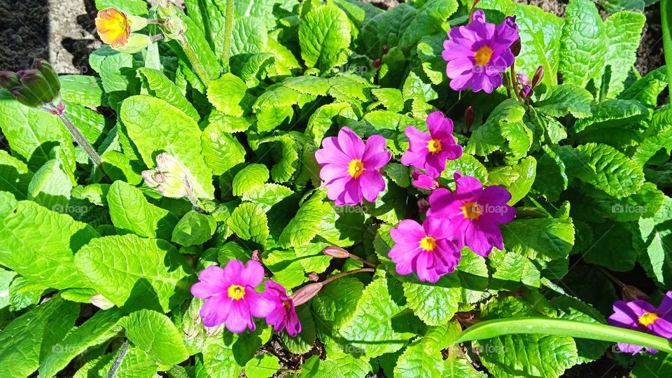 first spring flowers