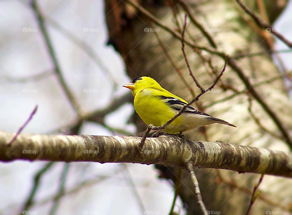 Goldfinch The Yellow Bird. Goldfinch The Yellow Bird