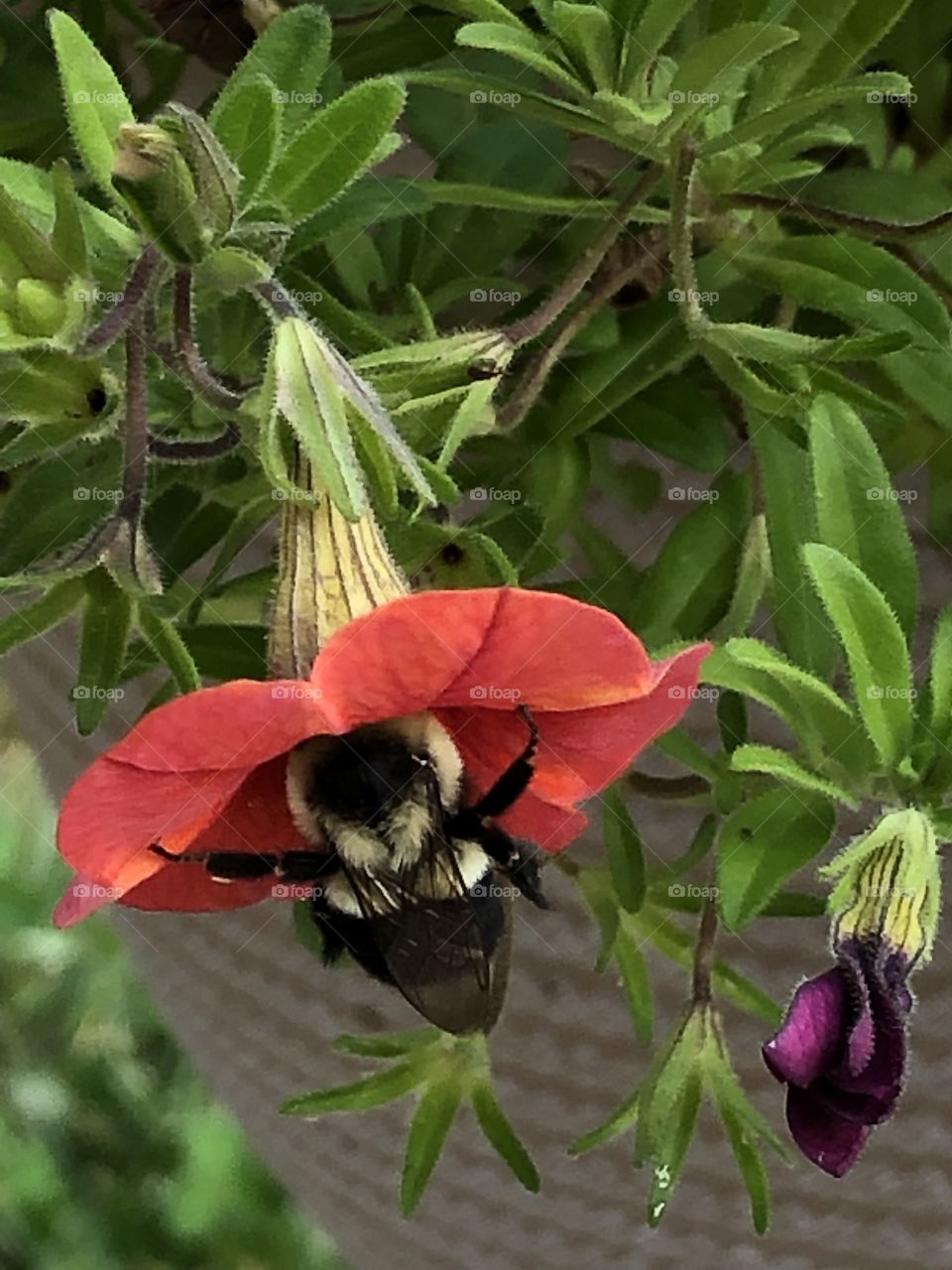 Bumblebee and petunias 