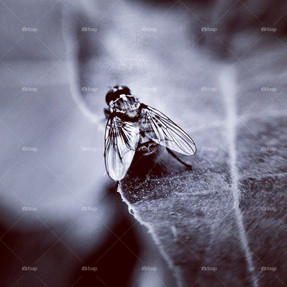 domestic fly , that can fly! : black and white version