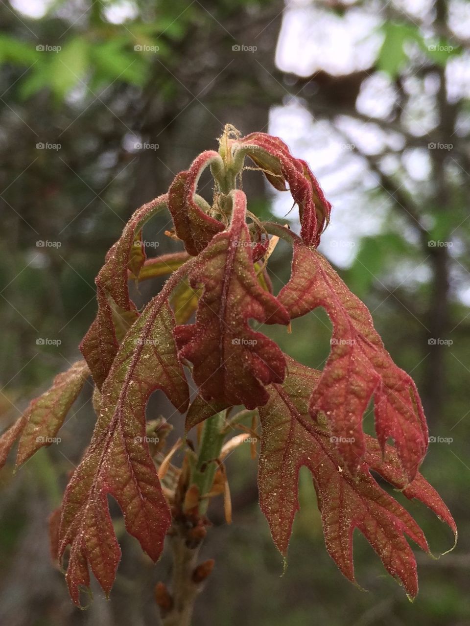 New greenish red leaves