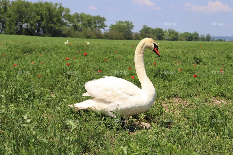 Urban Nature: Wildlive