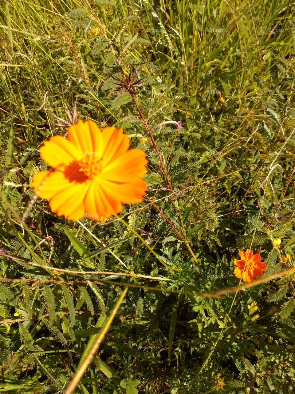 flowers