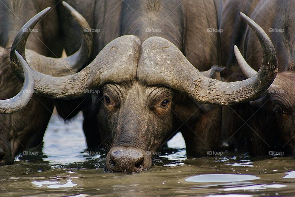 A close up shot of a buffalo drinking water at the water hole in Kavinga - eye contact (he could hear the noise of my camera)