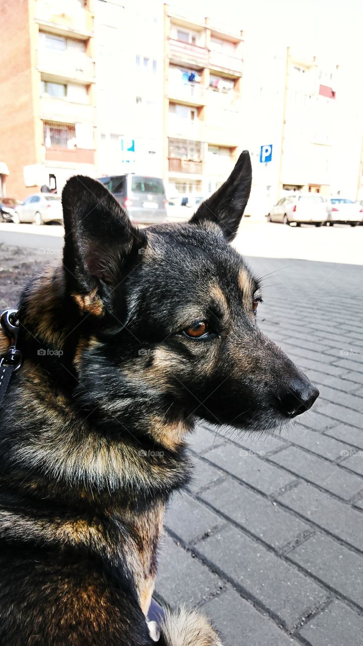 Small version of german shepherd breed. Nice colorful fur and interested look.