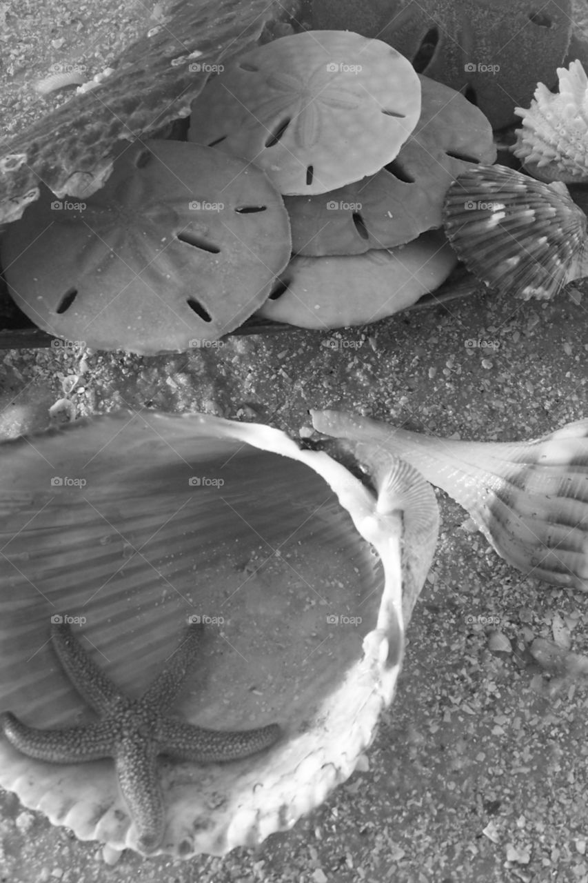 Shells black and white