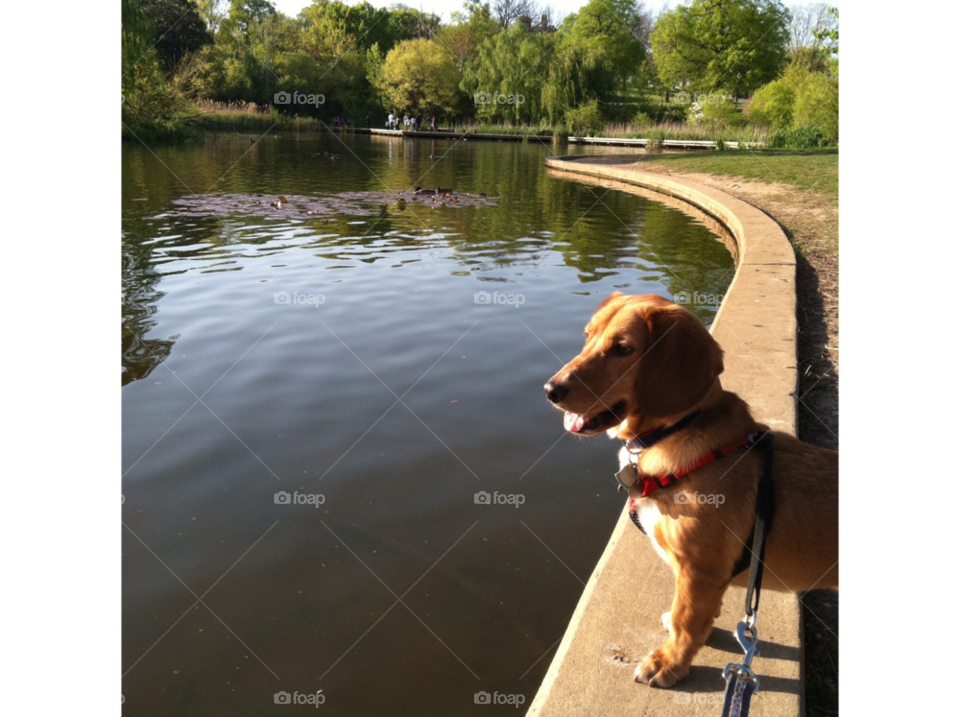 patterson park baltimore dog trees lake by jelever84