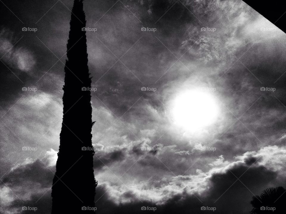 sun tree chianti shire cypress by alekime