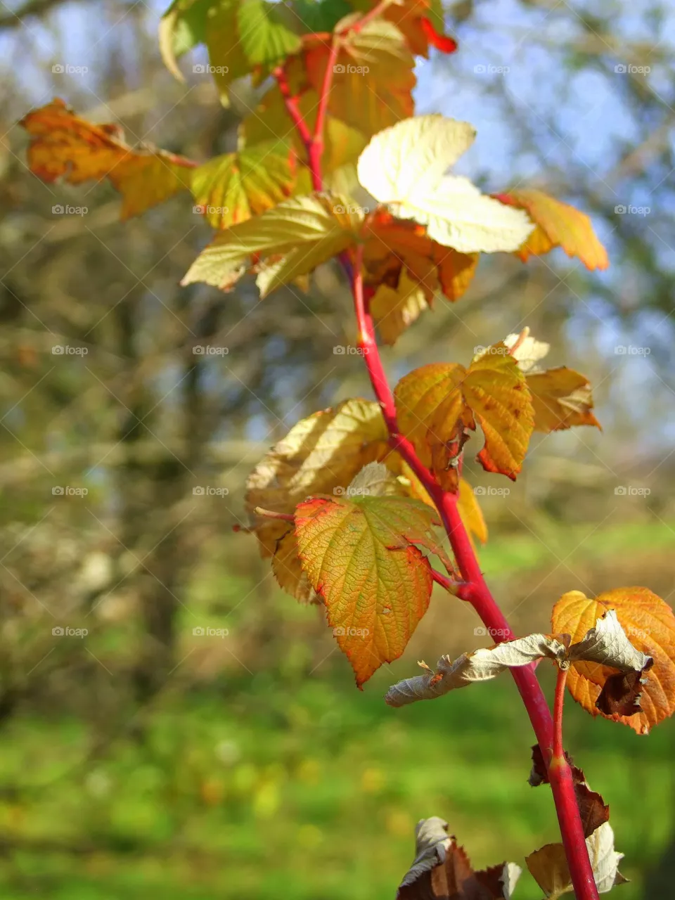 leaves