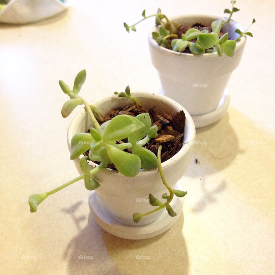 Succulents . Baby plants in baby pots 