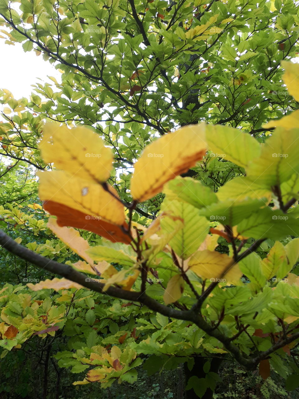 Leaf, Nature, No Person, Tree, Flora