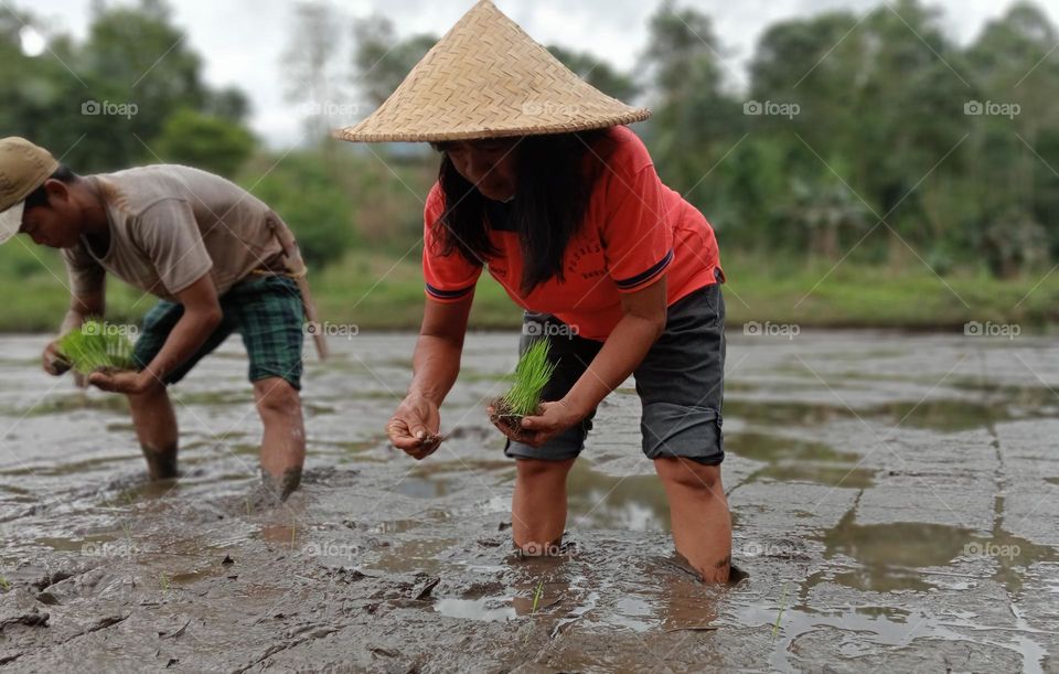 A woman is planting organic rice in a rice field