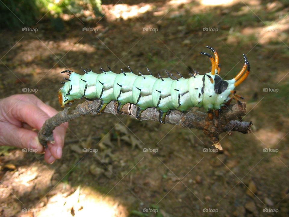 Hickory Horned Devil. Caterpillar 